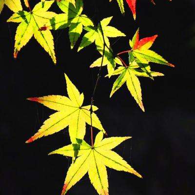 暗黑破坏神3亚服游戏